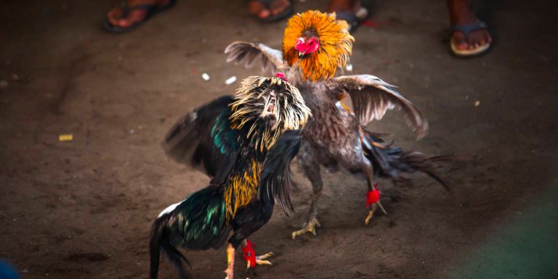 Cách tính thời gian trong đá gà