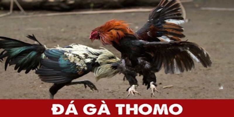 Xem Đá Gà Thomo Tốc Độ Cao Không Lag, Không Giật Tại XIN88